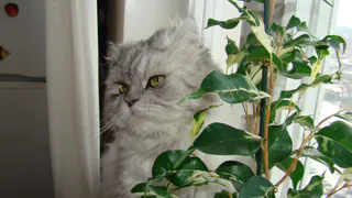 Срочно уберите этот цветок из дома: он приносит несчастье и горе, вопреки всем приметам