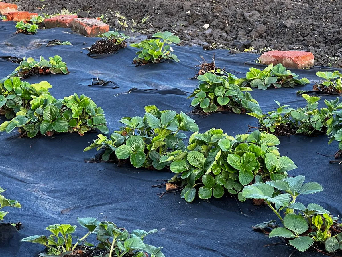 Клубника будет расти как оглашенная благодаря подкормке из 4 ингредиентов - для урожая готовьте тачку