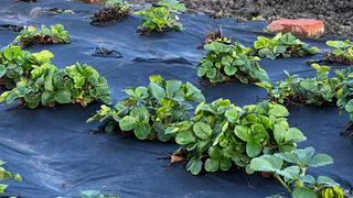 Клубника будет расти как оглашенная благодаря подкормке из 4 ингредиентов - для урожая готовьте тачку