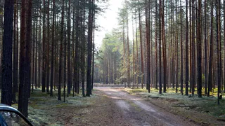 Чувашия усиливает контроль за пожарной безопасностью в лесах