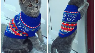 "Пушистый иждивенец": свежая подборка питомцев и напоминание о голосовании