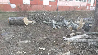 "Без слез не взглянешь" - в одном из дворов на улице Молодежной вместо деревьев торчат обрубки