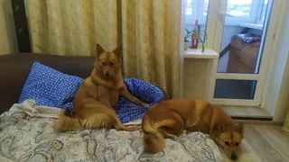 Житель Коми четыре раза безуспешно пытался добиться возбуждения уголовного дела после трагической гибели своей собаки