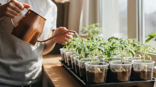 Никаких стаканчиков: сажаю семена сразу в пятилитровки без пикировки — томаты прут быстрее в 2 раза