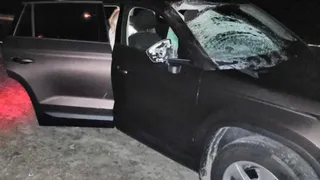 Оказавшийся на дороге лось устроил аварию под Навлей