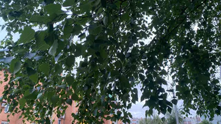 17 августа в Коми ожидается переменчивая погода: прохлада, грозы и туманы