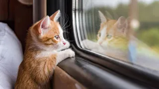 Коты смогут спокойно ездить на электричках