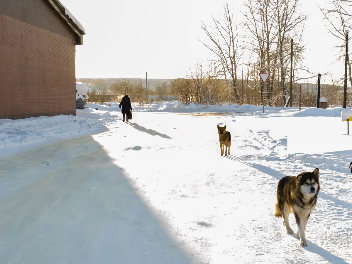 Прокуратура Челябинской области отреагировала на случаи нападения бродячих собак на детей