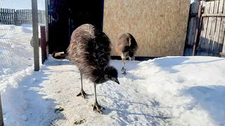 На поиски сбежавшего страуса Жоржа в рязанской деревне ушли сутки