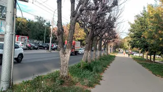 Мэрия Рязани рассказала о планах по озеленению города