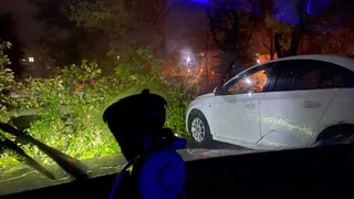 Владельцам - готовить кошельки: в Приокском дерево повредило две машины