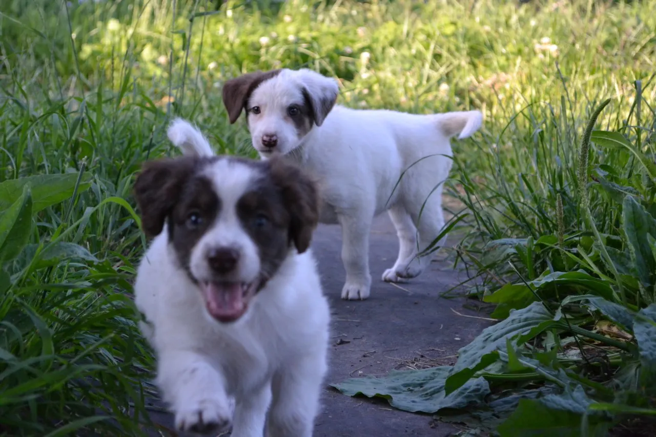 Дай лапку: Фокс, Мурчалка и Масяня ждут своих хозяев