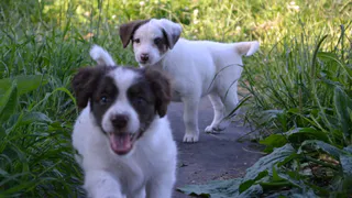 Дай лапку: Фокс, Мурчалка и Масяня ждут своих хозяев