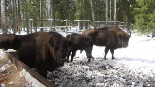 Вопреки ожиданиям, зубры остались у кормушек Клязьминско-Лухского заказника