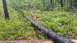 В Судогодском районе неизвестные незаконно вырубили лес на сумму 700 тысяч рублей