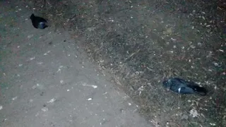 Соцсети: В Рязани снова массово гибнут птицы