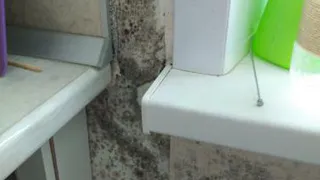 «Вот она, доступная соципотека!»:  вместо чистых квартир – плесень