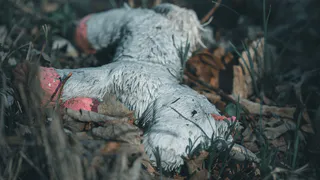 Следком Рязанской области рассказал о круглосуточной линии «Ребенок в опасности»