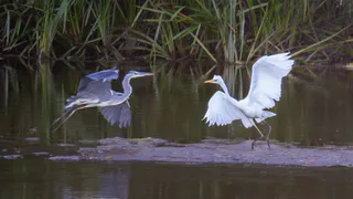 Занесенные в Красную книгу цапли были замечены на водоемах Владимирской области