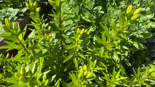 Эффектные многолетники для лентяев: цвести будут до осени и не потребуют к себе внимания