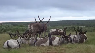 Оленеводство в Коми демонстрирует рост производства мяса