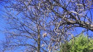 Почему в Рязани погибают ясени: комментарий биолога