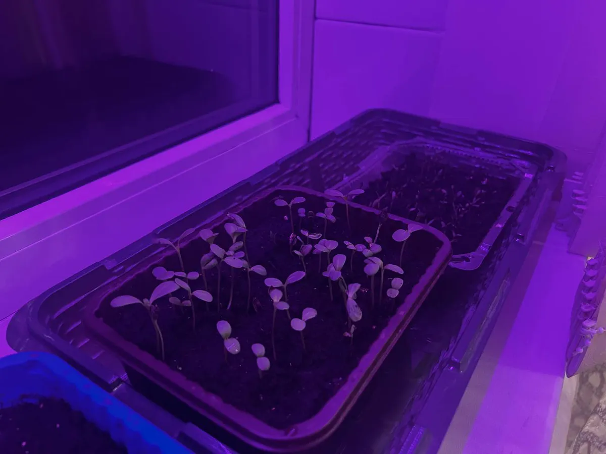 Названы самые благоприятные дни - когда сеять помидоры-черри на рассаду в новом году