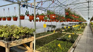 В регионе хозяйство с одним стеллажом выросло в цветущий агрокомплекс на 18 га