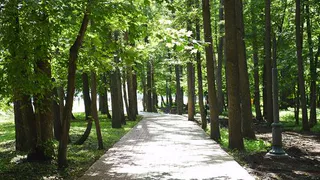 Да будет свет: вдоль лесопарковой дорожки от Солнечной поляны до Красного Ключа теперь будет освещение