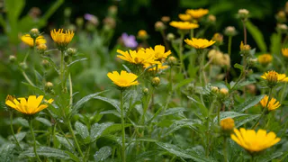 Уксус и сода в пролете: избавляюсь от сорняков другим средством — даже осот с пыреем сразу захотят «сдаться» 