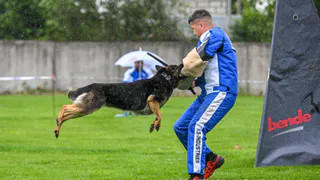 Во Владимирской области прошел Кубок России по спортивно-прикладному собаководству