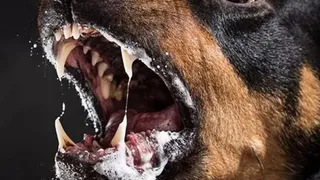 В Большом Полпино обнаружили очаг бешенства