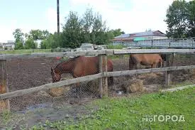Под Магнитогорском полицейским удалось найти пропавший табун лошадей