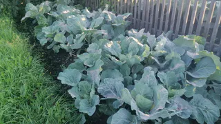 5 ложек на 10 литров – так обрабатываю капусту в июле: белокрылка исчезает на глазах — получите целые здоровые кочаны к концу сезона