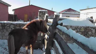 Ряжский зоопарк завалило снегом