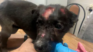 В Рязани в квартире братьев-близнецов нашли истощенных щенков с пробитыми головами