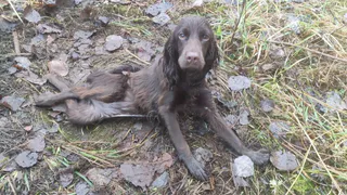 В Коми жительница Удоры ответит по закону за издевательство над питомцем