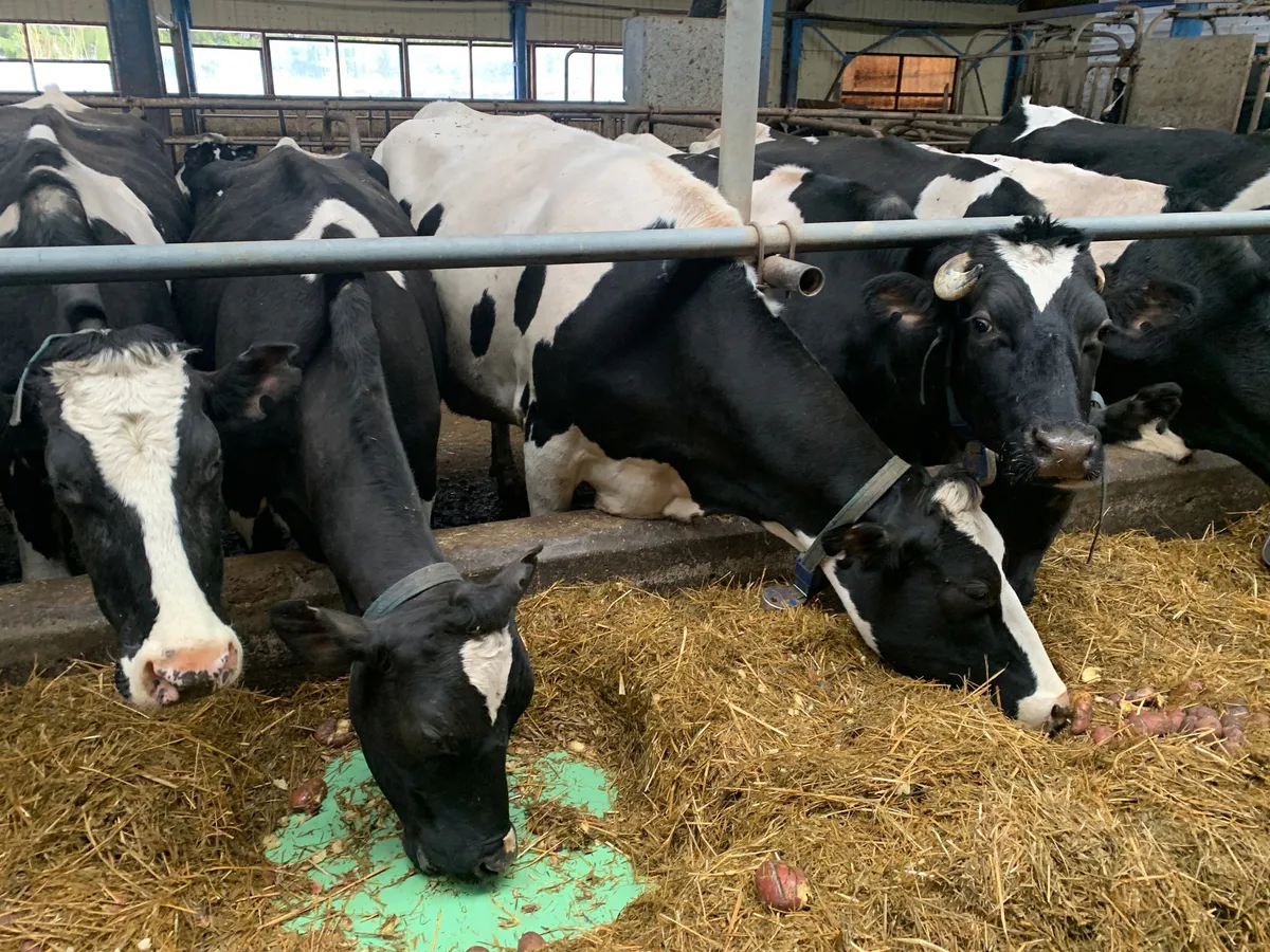 Челябинские ученые научили нейросеть распознавать коров по морде: революция в сельском хозяйстве