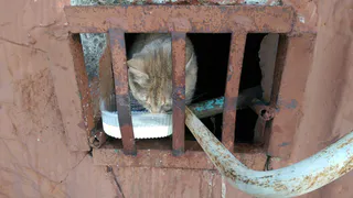 Нижнекамцы: «Спасите кошку!»