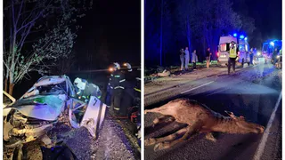 Во Владимирской области два автомобиля столкнулись с лосем