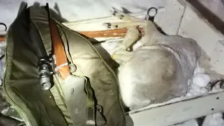 В Татарстане задержали браконьеров с добытой косулей

