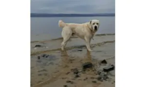 Рустам Минниханов представил подписчикам новую фотографию своего алабая