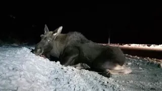 Убийство лося в Нижнекамске