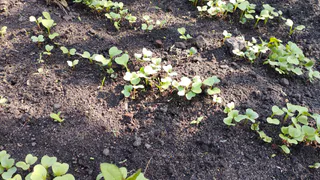 Ровно 5 ложек на ведро — редис "рванет" как из пушки: вырастет ярким и сочным — мощная подкормка после 10 июня