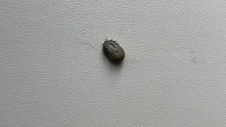 Клещ в экстазе от этой группы крови: вот, кому нужно избегать леса и парки