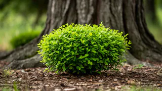 Лучше бархатцев: сажаем под яблоней 3 невысоких кустика — муравьи с тлей все лето обходят дерево за пол села