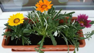 Этот дивный многолетник цветет все лето без перерыва: будете любоваться до самых холодов