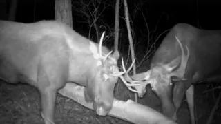 Сражение двух лосей было заснято ночью на камеру во Владимирской области