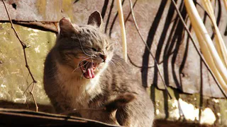 В Ряжске выявили бешенство
