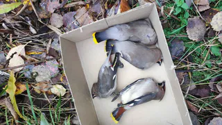 "Трупы лежат горами": жители Коми находят птиц, лежащих на земле